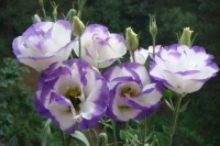 洋桔梗是一种纯洁的花，它有着一种高雅之感，是美丽的花