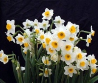 水仙花是我国传统名花，所代表的是思念和团圆，很是清新脱俗