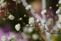 满天星就像是漫天的繁星，看起来特别的清纯，但却是配角。