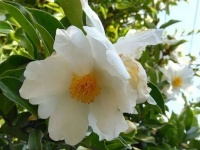 悦读鉴赏——《种下油茶树》