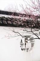 「若木诗词」天仙子 梅岭