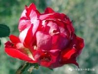 岁言 · 碎语：把万物想成最美的样子