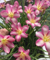 5种花是爆盆能手，好养易活，开花漂亮花期长，谁养谁喜欢