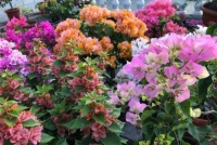 4种花现在养刚刚好，夏天开花很漂亮，给点水就疯长，太好养