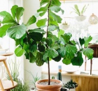 4种花很漂亮，好养易活能爆盆，安神静气，有助于睡眠