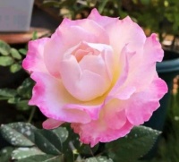 4种花好养易活，旺财又养人，招财又开运，你养了吗？