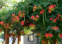 4种富贵花，添福添贵添好运，吉祥富贵，红红火火好运来！