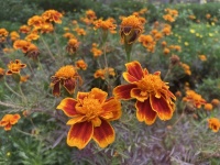 菊花是什么时候从中国传到日本的？