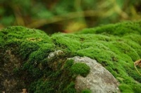 在山上看见这种东西一定要捡回家，它是兰花的“好被子”，很保暖