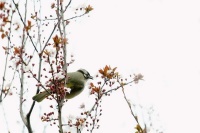 善于化用前人诗句的王安石