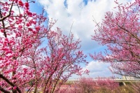 深冬悄然而至，来欣赏欣赏关于梅花和梅香的精致文案