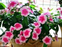 最受欢迎的“4种花”，不用操啥心，花色繁多易爆盆，娇艳欲滴