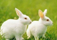 俗语： “兔子不吃窝边草”, 跟胡雪岩有关 后一句揭示出人性丑恶