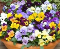 4种花漂亮又容易爆盆，越贱养越爆盆，一开就是300多天