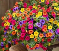 4种“开花大户”养家里，花苞轻松开满枝，繁花似锦！