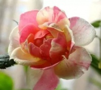 现在就养“4种花”，天气越热，开花越美，好养又漂亮