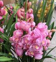 4种漂亮花，好养易活能爆盆，日子红火财运滚滚，好看极了