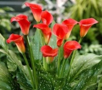 聪明人都养3种花，开起花来“拦”不住，美不胜收，你养了吗