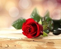 《红玫瑰与白玫瑰》