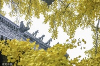 好树如诗丨名家阅读