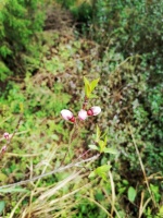 李文全随拍：故乡的蓓蕾，成了归途的火车信号灯