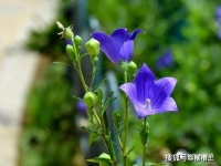 《过零丁洋》 《天净沙秋思》 《浣溪沙》情景默写专练（含答案）