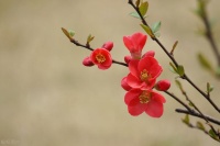 花市买花，千万别听老板的话，你知道吗？