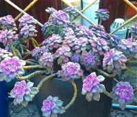 5种多肉植物，便宜又好养，容易长成手捧花，越养越喜欢！