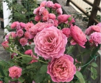 三周过后，红鸾悸动，鱼雁传情，旧爱撩心，陷落美好，余生不分离