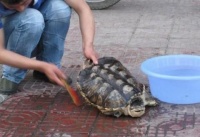 俗语：老龟煮不烂，移祸于枯桑，是什么意思？涨知识了