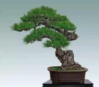 山松盆景，夏季这样管理美爆了！你做对了吗