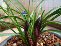 给兰花分株，可不能听网上瞎忽悠，看老花匠咋操作