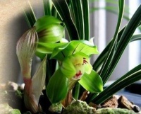 秋季移栽兰花，易消苞，怎样解决