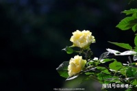 苏轼《水调歌头 · 明月几时有》情景默写专练（含答案）