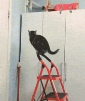 哎呦呵？你还会引体向上了？