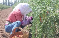 俗语“男人行千里，切莫吃枸杞”，出门在外的男人要谨记