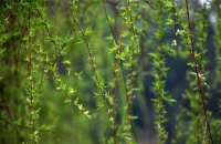 俗语：“柳不上堂，死不睡杨”这其中有什么缘由？