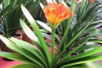 养君子兰，往盆里浇“1种水”，发芽快、开花多，花朵“蹿满屋”