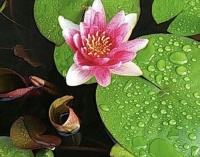 一切皆是因缘和合，一心称念皈命阿弥陀佛，通身靠倒阿弥陀佛