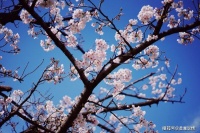 心里忘不掉一个人，又不想打扰他，那就这样做吧