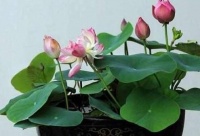 场面太壮观了！老婆在阳台盆栽荷花，没想到换盆时竟有百斤莲藕！