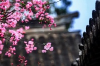 晏殊的曾孙另辟蹊径，写下一首咏梅禅诗，短短56字令人叫绝