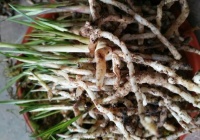 新手养兰花，搞清楚三个问题，少走五年弯路