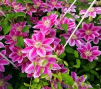 养花就养4种花，家里养一盆，开花漂亮一年不停，越养越喜欢