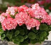 美爆阳台的“4种花”，枝叶茂盛，好养又漂亮，几块钱1盆