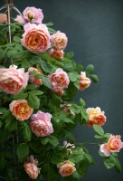 中国产的月季花，四季开花，花香浓郁，好养易活，漂亮不输欧月！