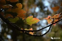 朱海梅：少年不懂苏东坡，读懂已是中年人｜阅读时光