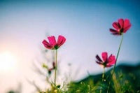 生命的常态就是无常