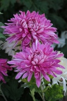 举世无双的中天易学论官贵及生死命例