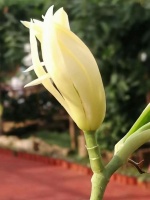 千牧泮宫-黄桷兰